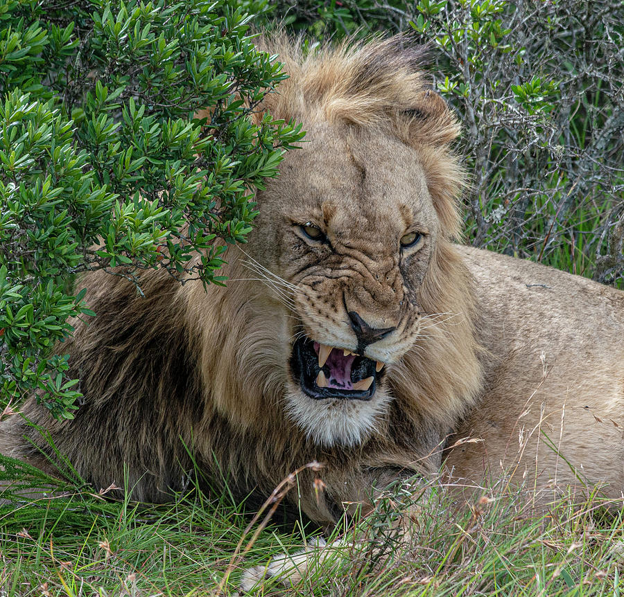 African Lion showing teeth #1 Photograph by Matt Swinden
