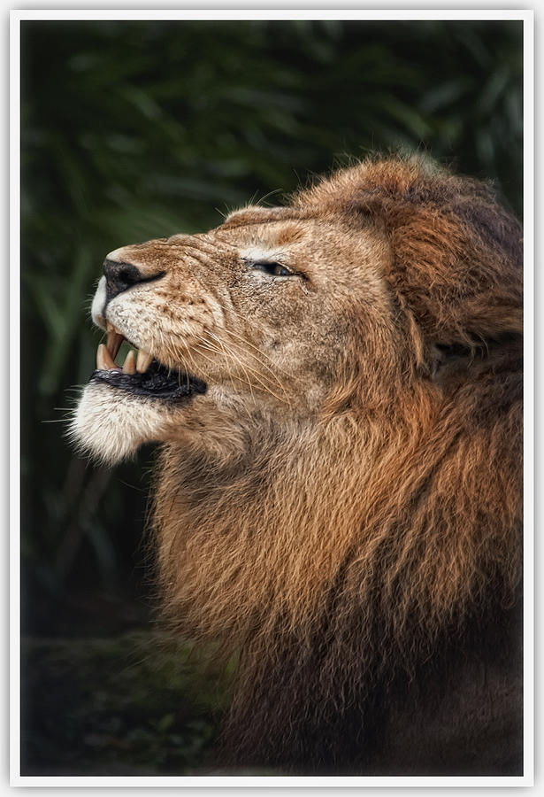 African Lion #1 Photograph by Vins Image