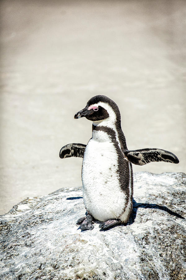 African Penguin #2 Photograph by Timothy Hacker