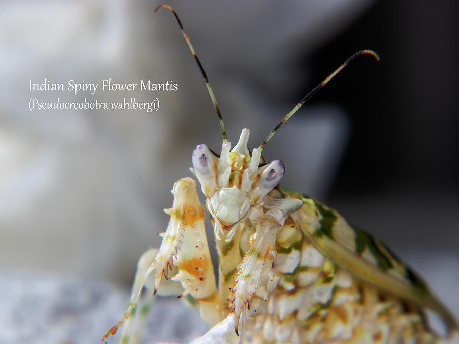 African Spiny Flower Mantis #3 Photograph by Mark Berman