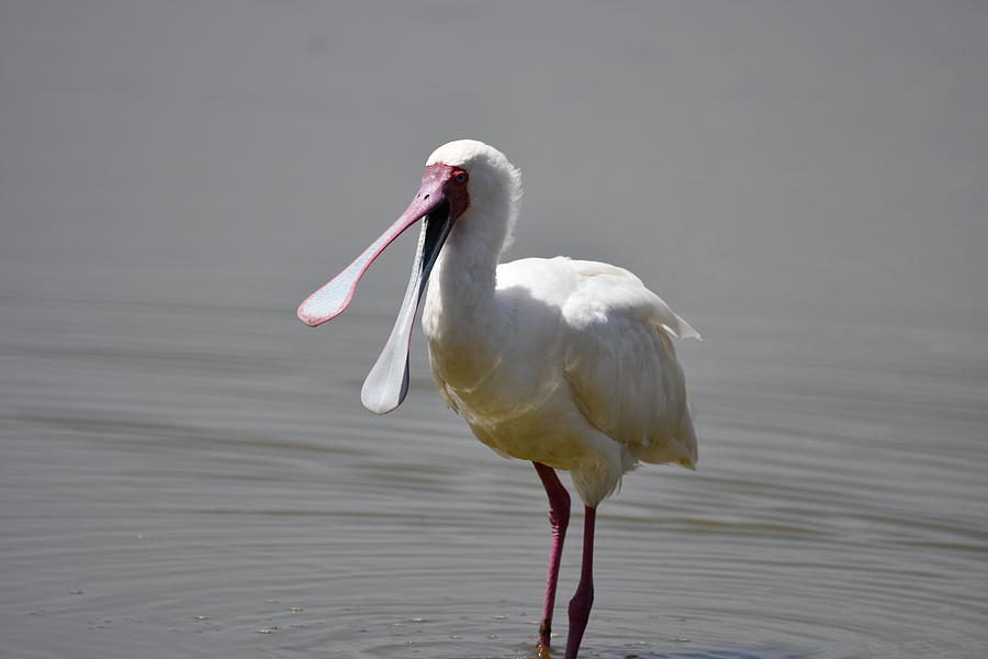 African Spoonbill Stork Photograph by Leland Fishman Fine Art America