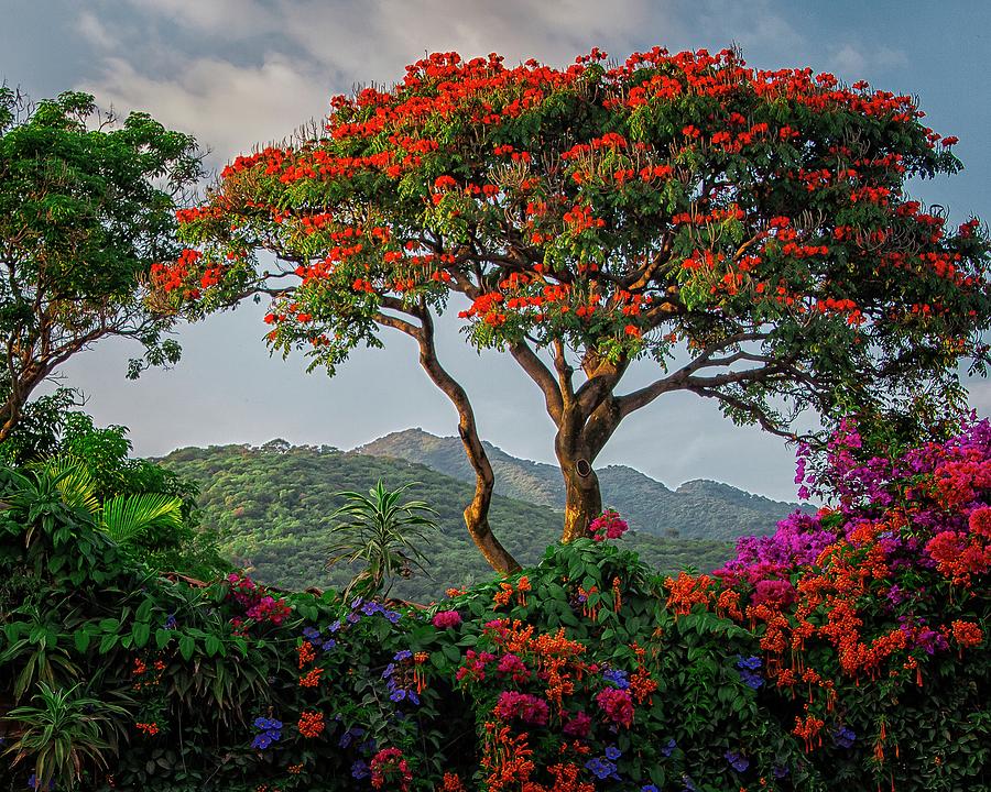 African Tulip Tree  #1 Photograph by Robert McKinstry