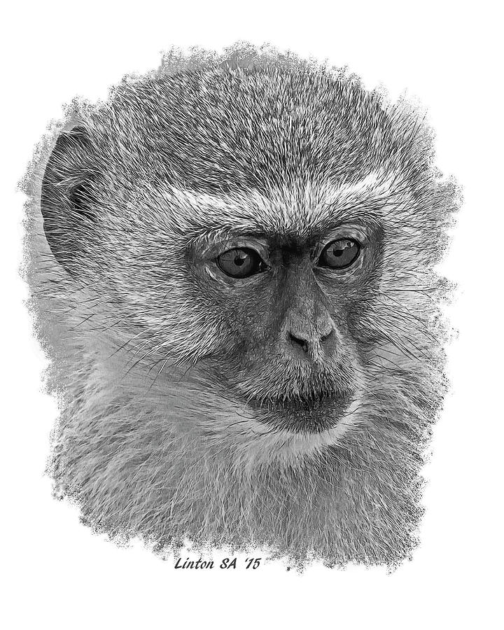 African Vervet Monkey #1 Digital Art by Larry Linton