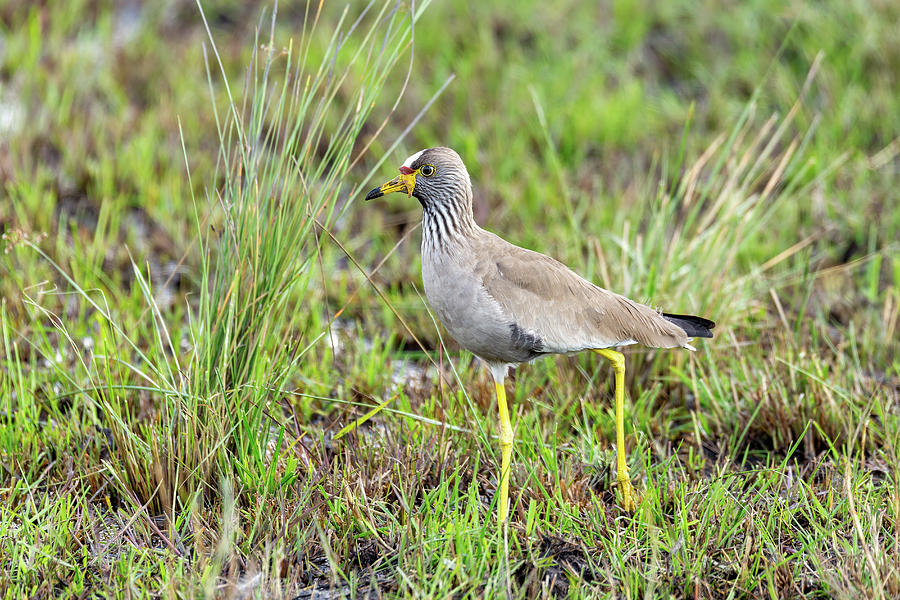 African Wattled Lapwing, Namibia Safari, Africa Wildlife Photograph By 