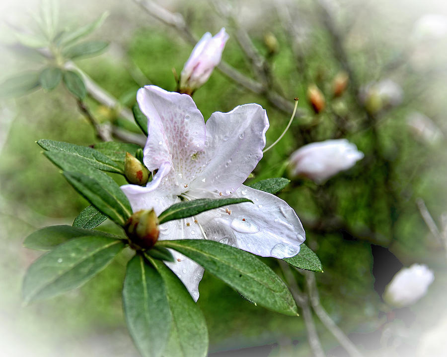 Spring Photograph - After The Rain #1 by Carol Bradley