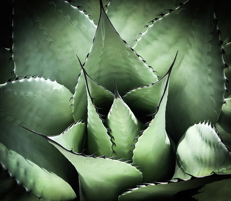Agave #1 Photograph by Candy Brenton