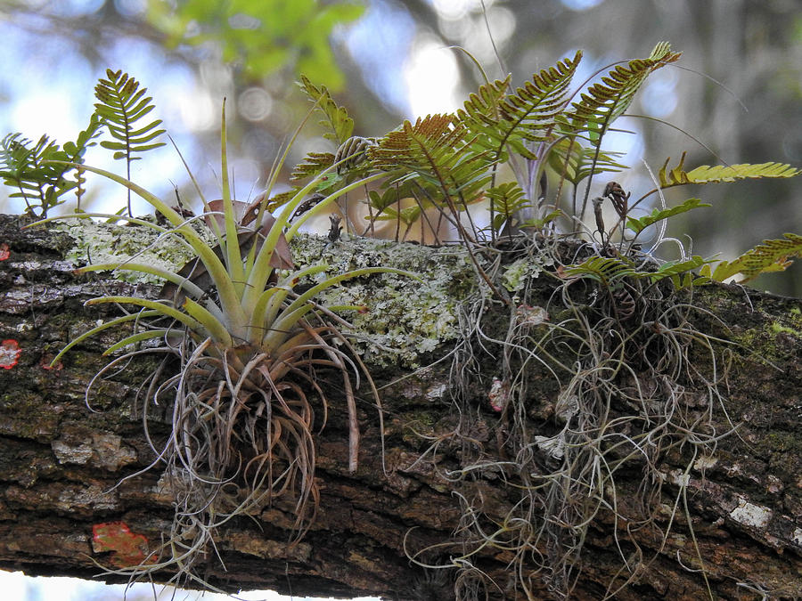 Air plant and ferns growing on a tree branch in the Florida forest