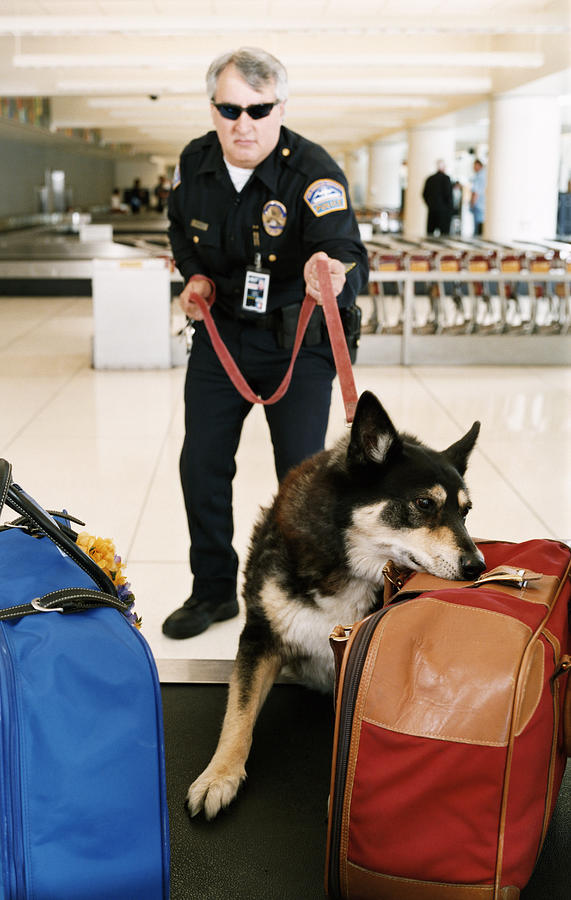 Airport Security Guard With a Sniffer Dog #1 Photograph by Digital Vision.