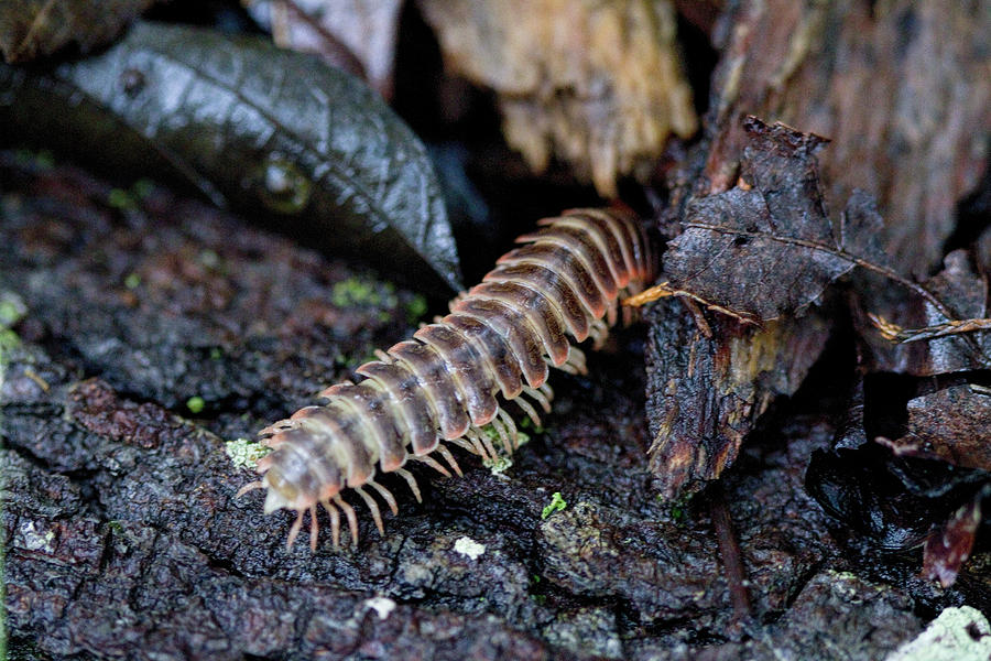 Alabama Red and Black Millipede - Sigmoria #1 Photograph by Kathy Clark