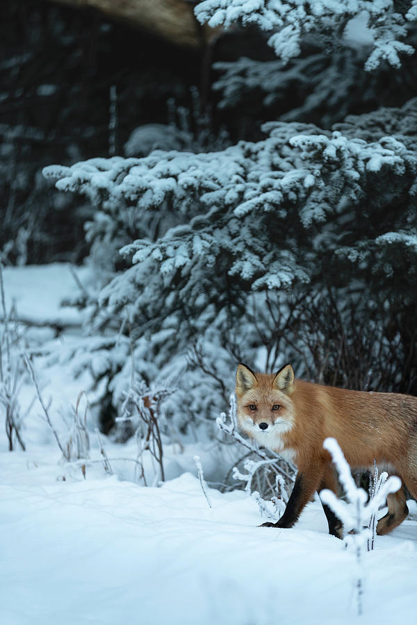 Alaska Red Fox #2 Photograph by Scott Slone
