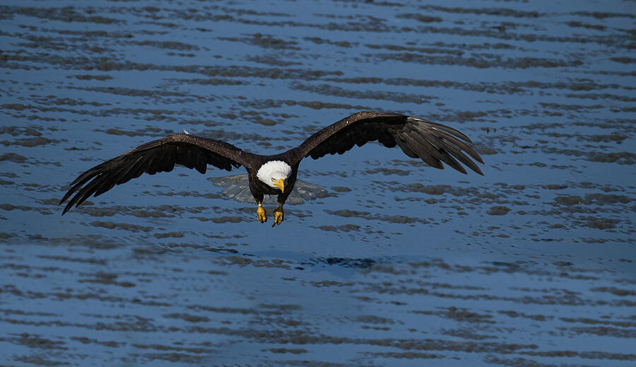 Alaskan Bald Eagle Flying Over Lake Photograph by Barbara Sophia Photography