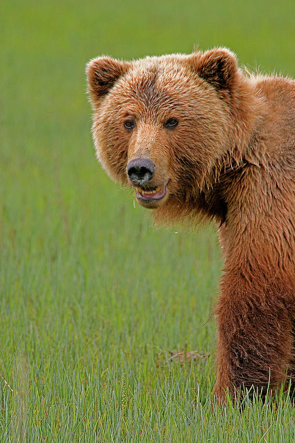 Alaskan Coastal Brown Bear Photograph by Greg Yahr - Fine Art America