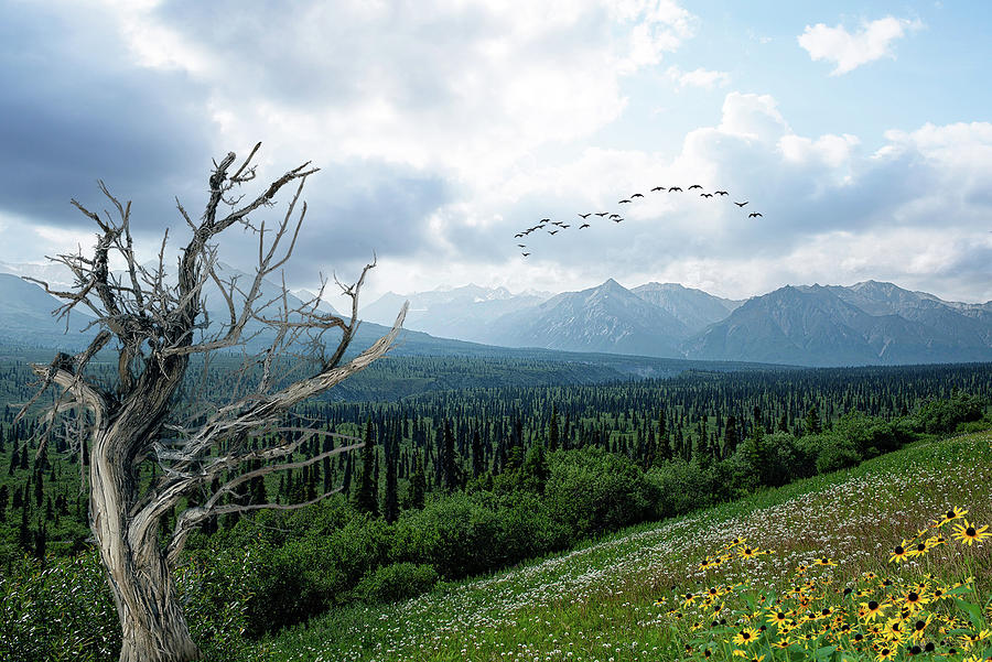 Alaskan Landscape #1 Photograph by Robert Libby