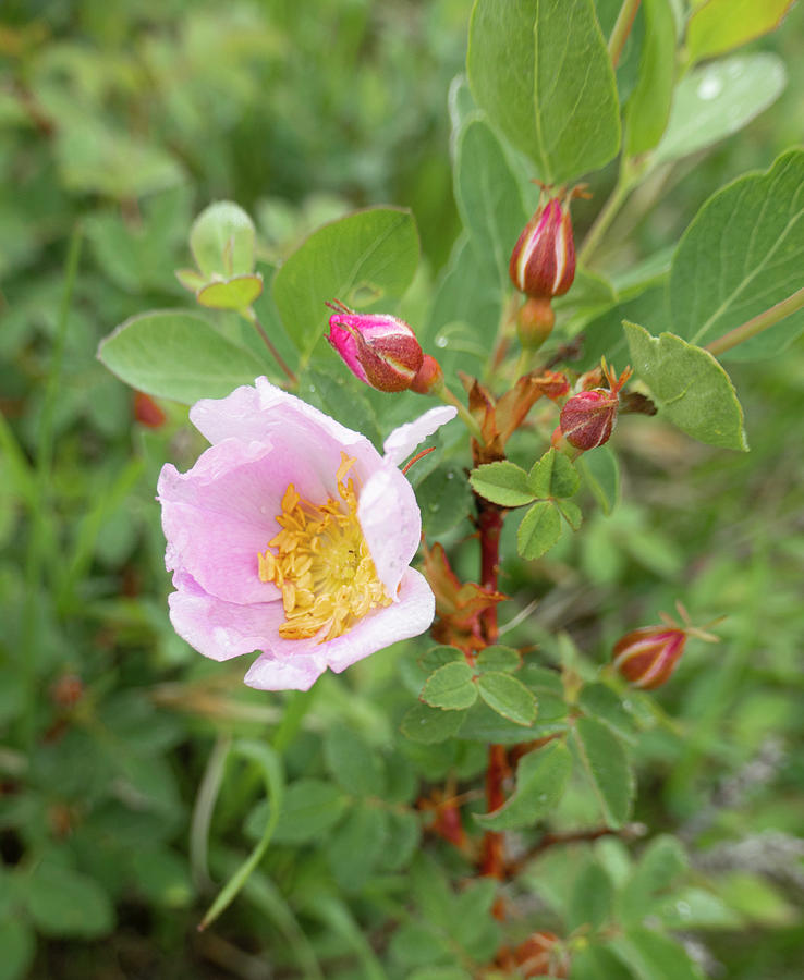 Rose Photograph - Alberta wild rose  #1 by Phil And Karen Rispin