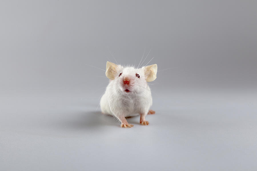Albino mouse pose #1 Photograph by Tiripero