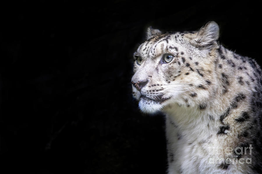 Alert adult snow leopard on black background with space for text. #1 Photograph by Jane Rix