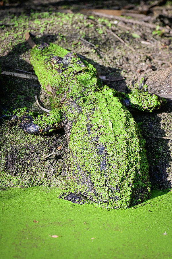 Algae covered gator #1 Photograph by Ed Stokes