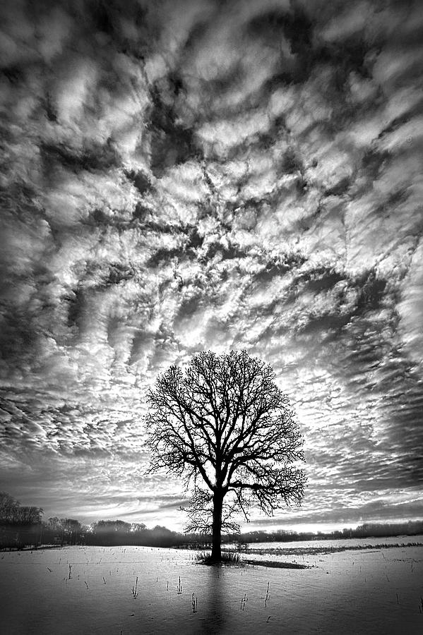 Tree Photograph - All That Still Matters #1 by Phil Koch