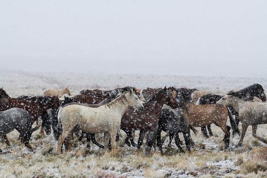 All the Snowy Horses #1 Photograph by Mary Hone