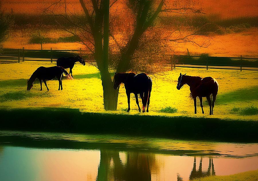 All The Tired Horses In The Sun... Photograph