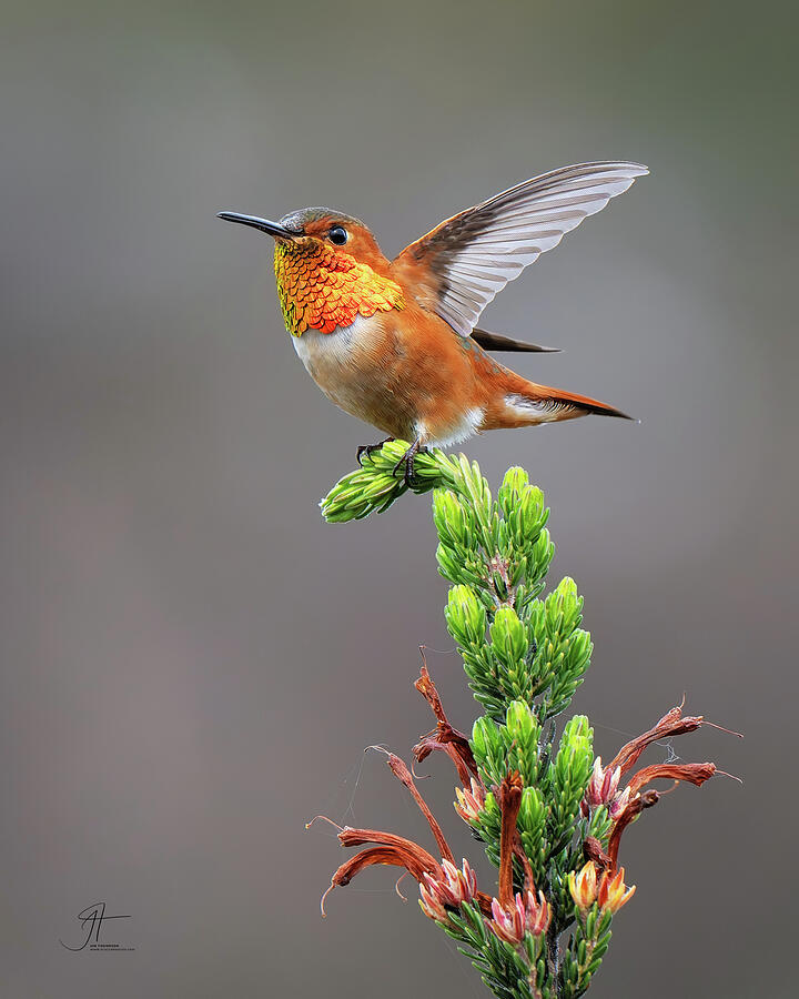 Wildlife Photograph - Allens Hummingbird 1 by Jim Thompson Wildlife Photograph - Allens Hummingbird 1 by Jim Thompson