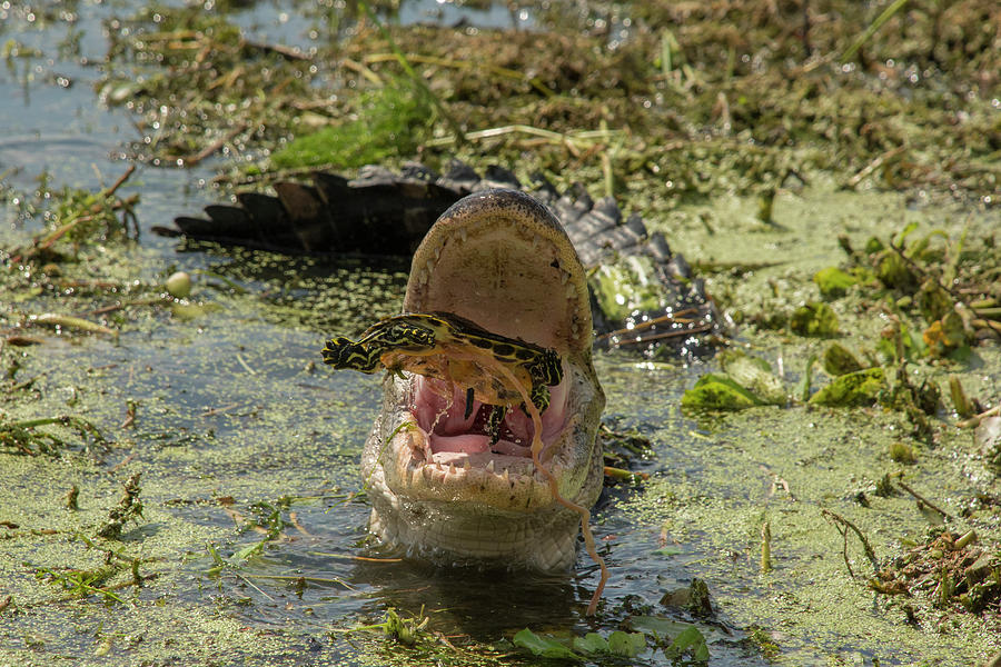 Alligator Eating Turtle Photograph by Carolyn Hutchins