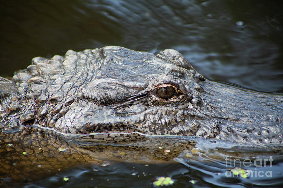 Alligator Eye #1 Photograph by Kimberly Blom-Roemer