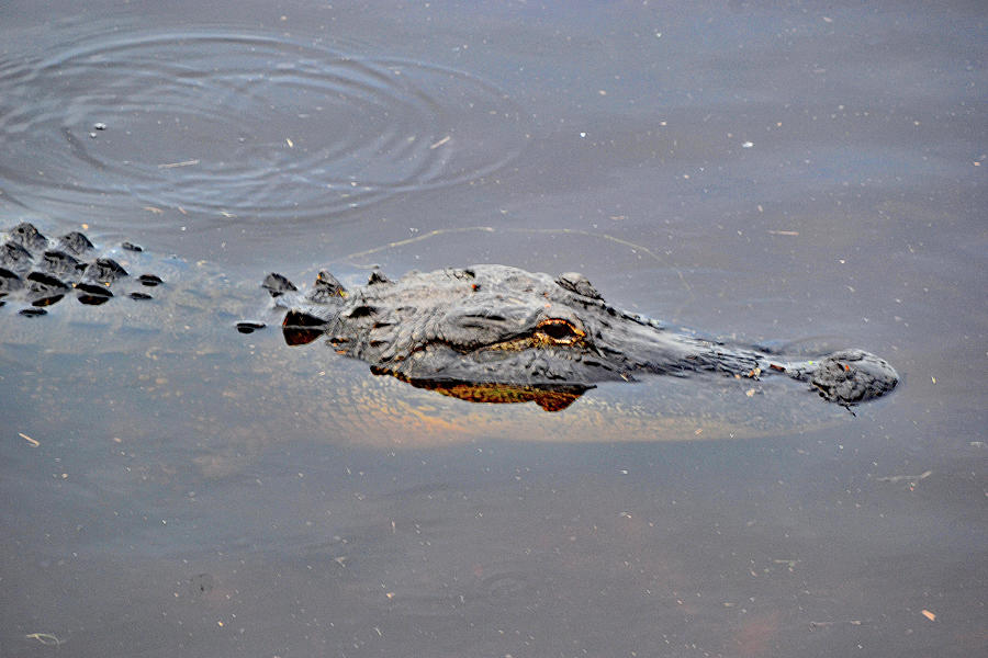 Alligator Waiting Photograph