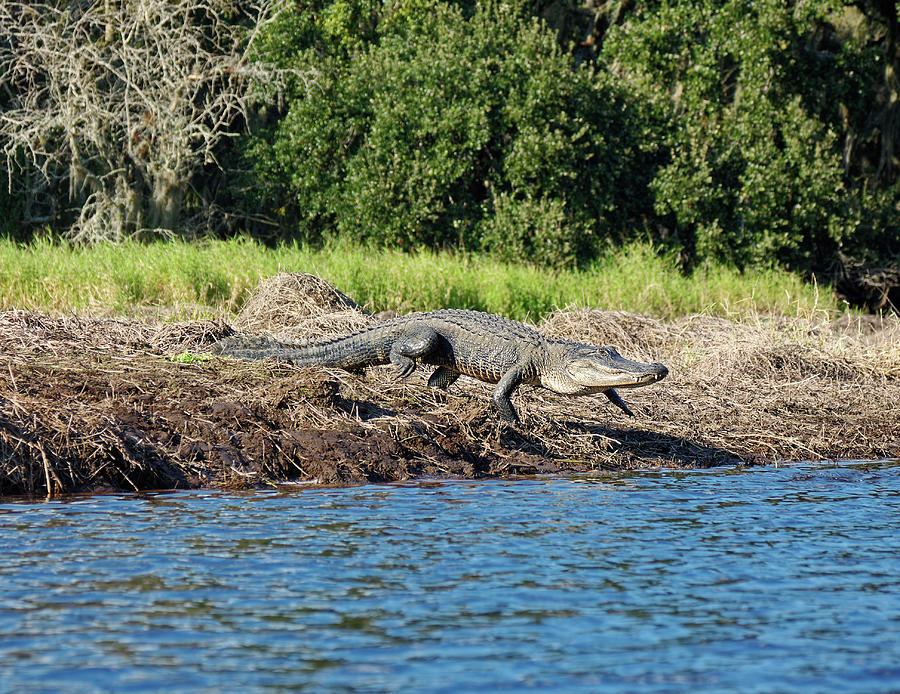 Alligator Walking Photograph By Sally Weigand - Pixels