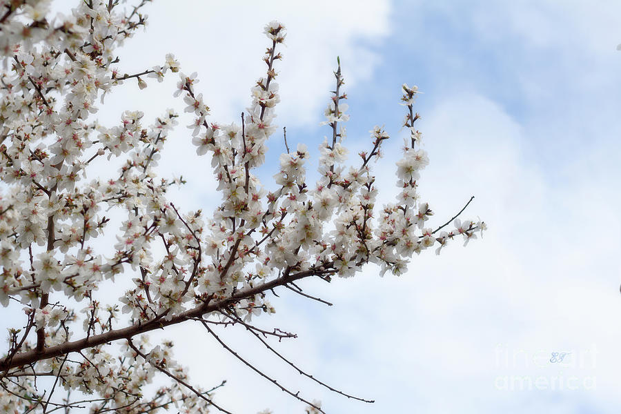 Almond Blossom #1 Photograph by Elaine Teague