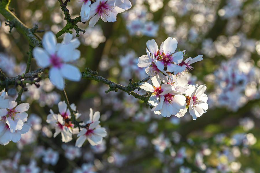 Almond Blossoms  #2 Photograph by Jonathan Nguyen