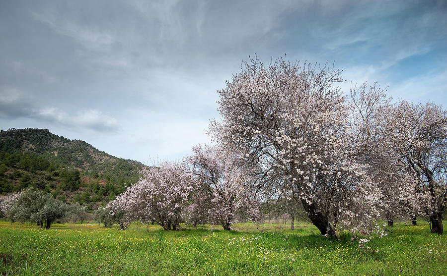 Almond Trees Bloom In Spring Against Blue Sky. Photograph