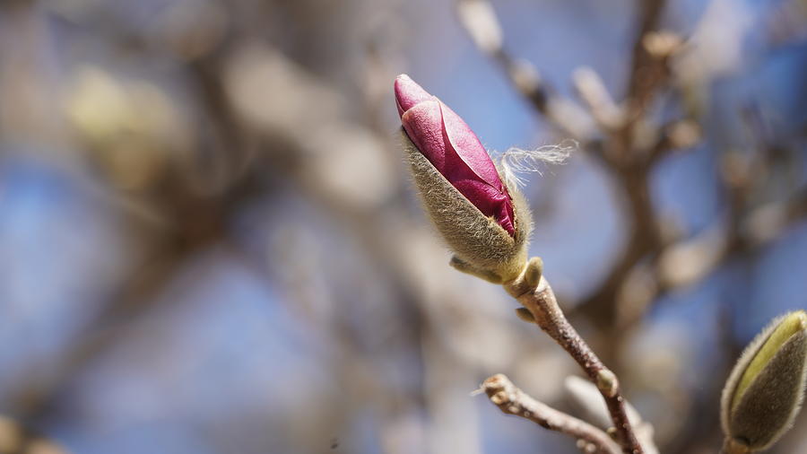 Almost Ready Photograph by Greg Boutz - Fine Art America