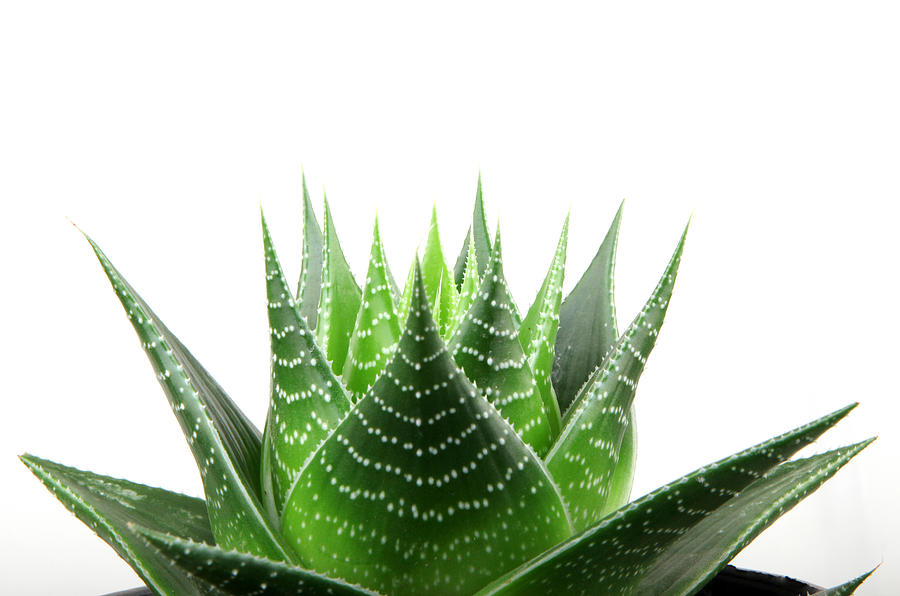 Aloe vera isolated on white background #1 Photograph by Nenov