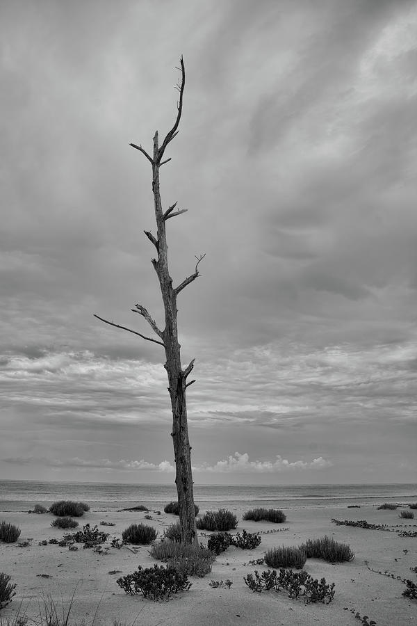 Alone on the Beach #1 Photograph by Robert Wilder Jr