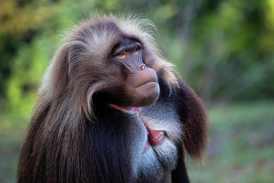 Alpha male of Gelada Baboon - Theropithecus gelada, beautiful ground ...