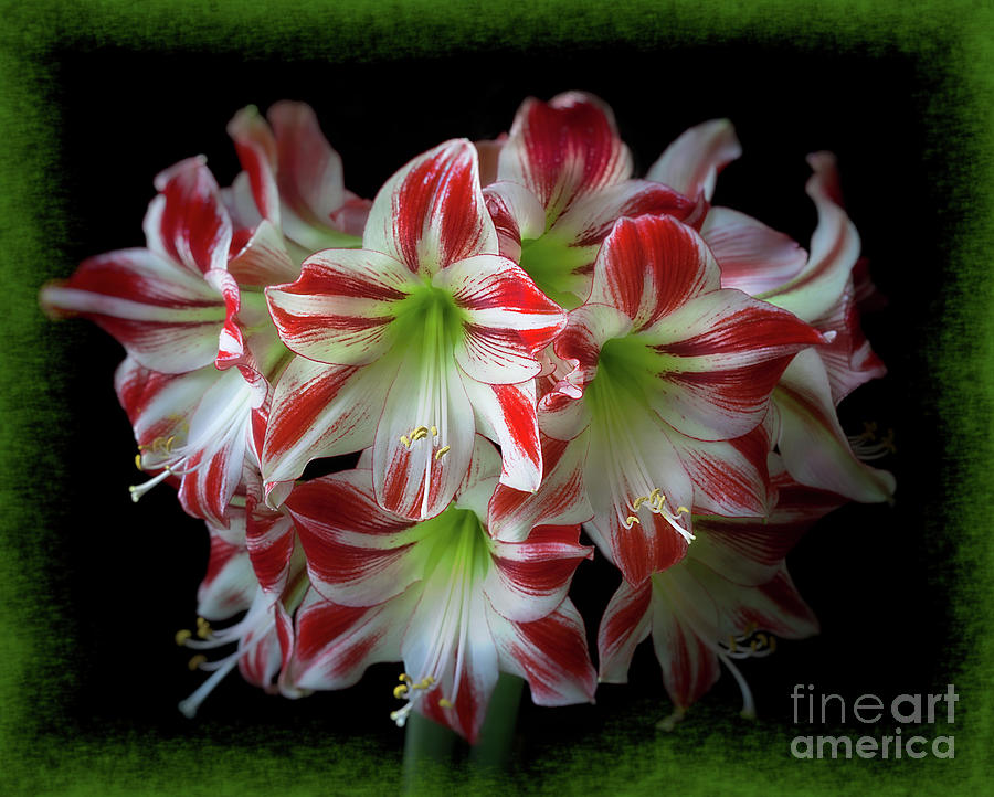 Amaryllis Ambiance #1 Photograph by Ann Jacobson