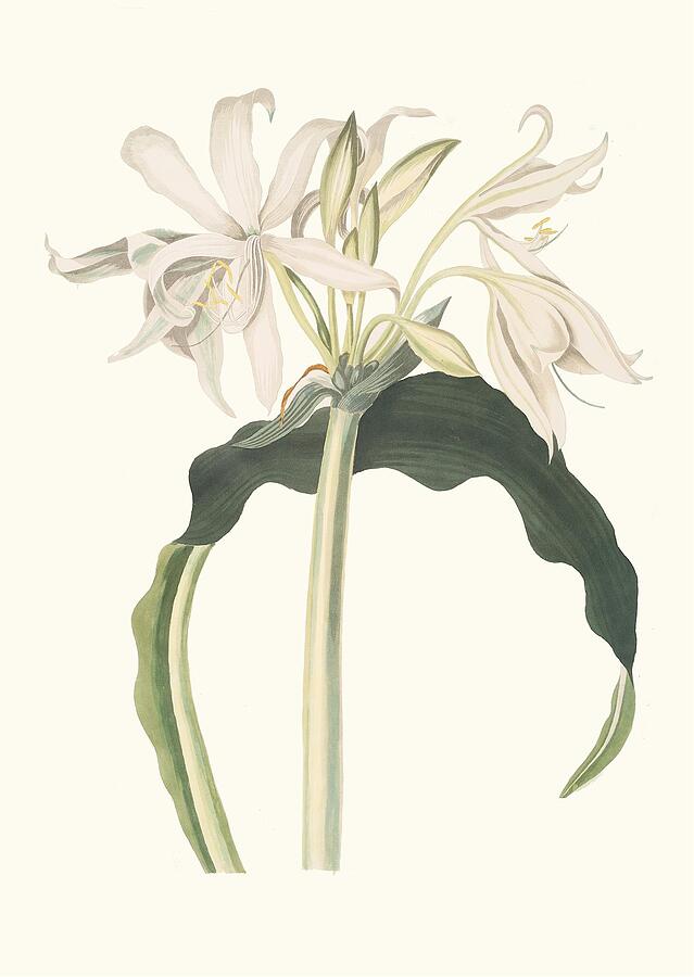 Amaryllis Aulica  #1 Painting by Priscilla Susan Bury English