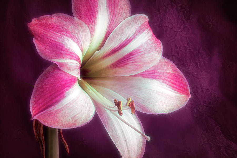 Still Life Photograph - Amaryllis Flower #1 by Tom Mc Nemar