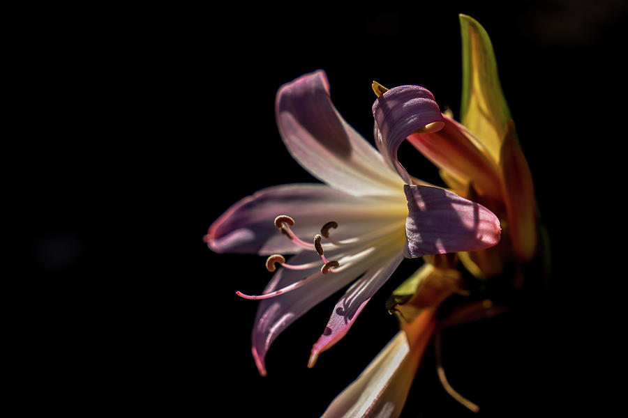 Amaryllis in the Dark #1 Photograph by Marcus Jones