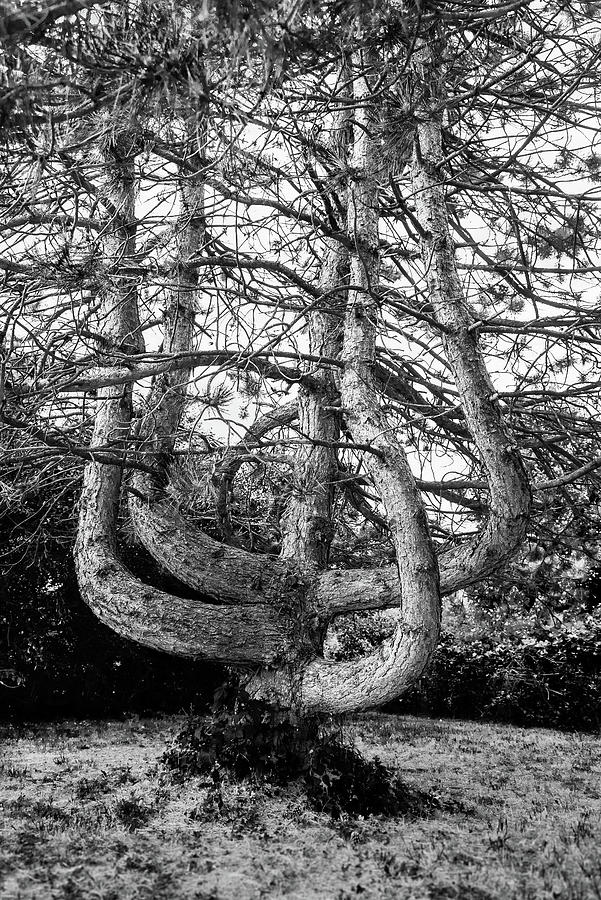 Amazing Tree Limbs #1 Photograph by Joann Long