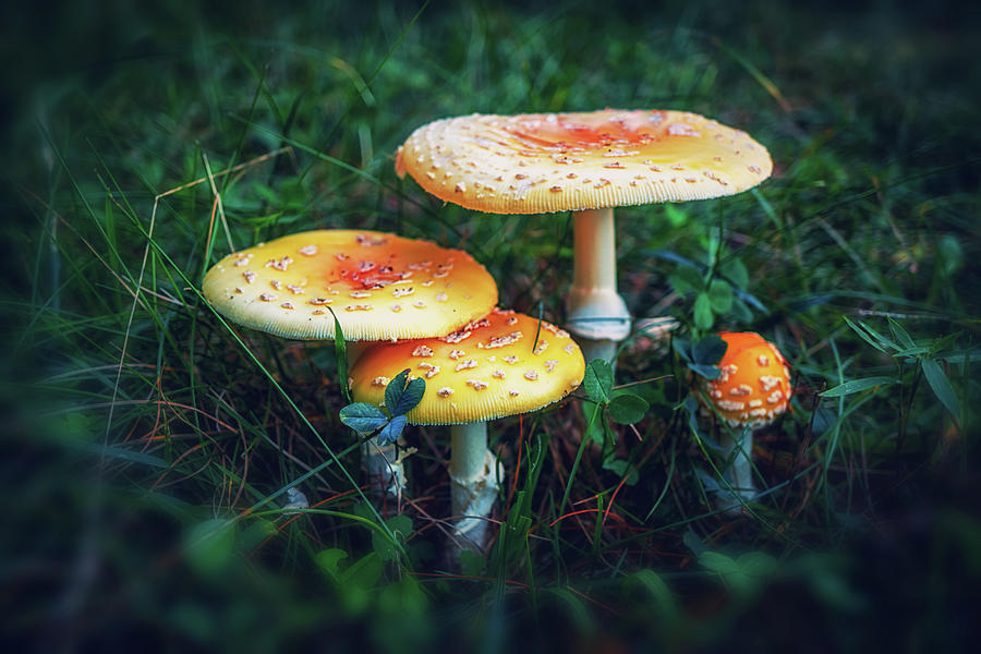 American Agaric Family Photograph by Lilia S