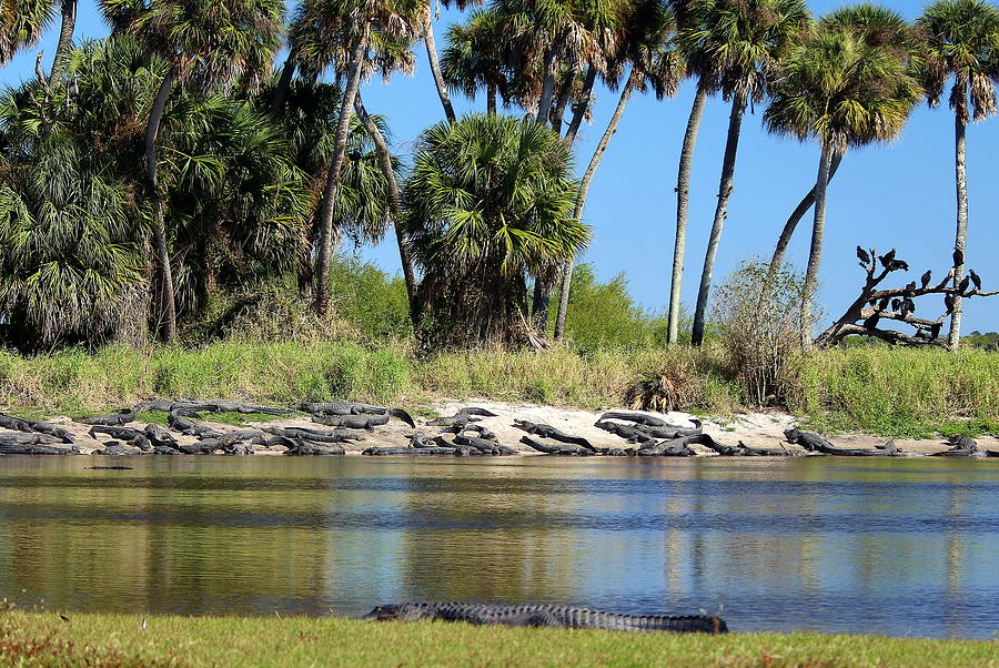 American Alligator Deep Hole Myakka Photograph by Olli Kay - Pixels