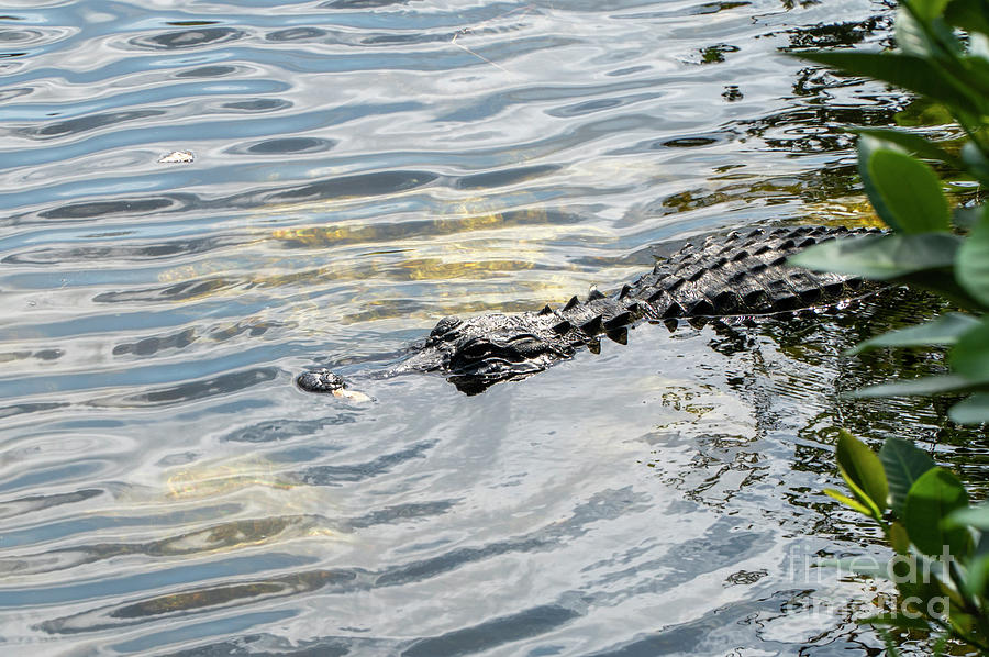American alligator in the Everglades in southern Florida, USA #1 Photograph by William Kuta