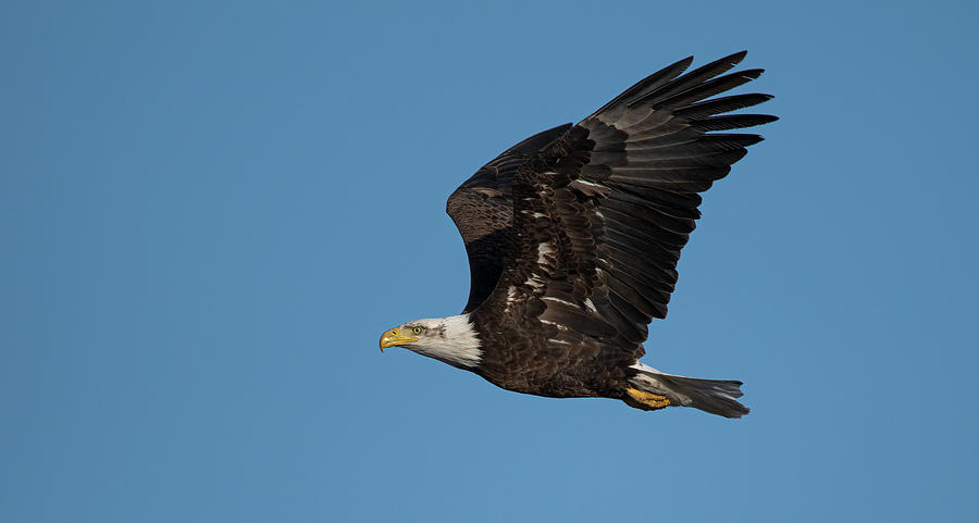 American Bald Eagle 2 #1 Photograph by Rick Mosher