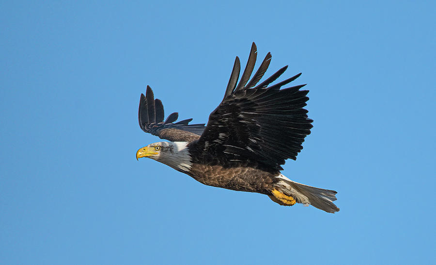 American Bald Eagle 3 #1 Photograph by Rick Mosher