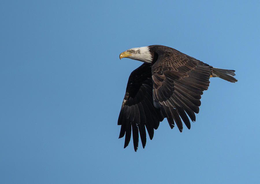 American Bald Eagle 4 #1 Photograph by Rick Mosher