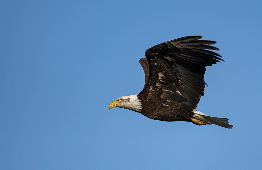 American Bald Eagle 5 #1 Photograph by Rick Mosher
