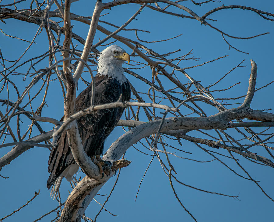 American Bald Eagle 6 #1 Photograph by Rick Mosher