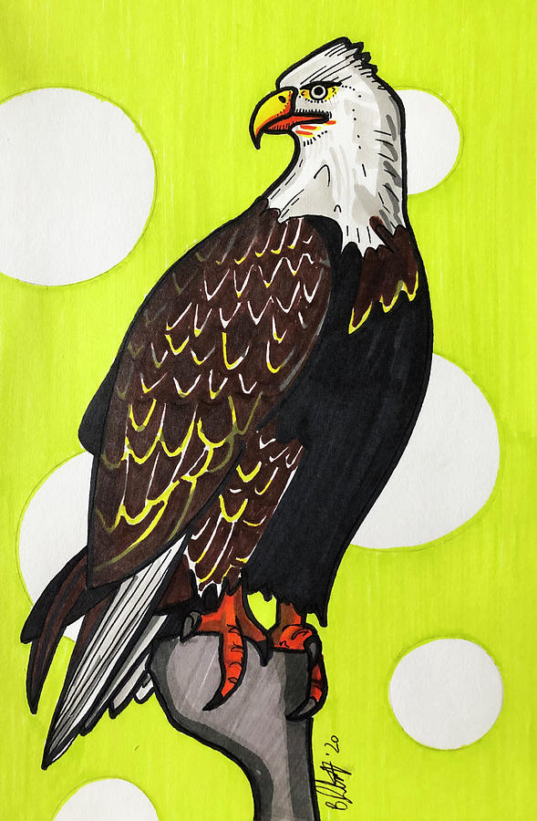 American Bald Eagle Drawing by Creative Spirit